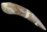 Fossil Plesiosaur (Zarafasaura) Tooth - Morocco #107714-1